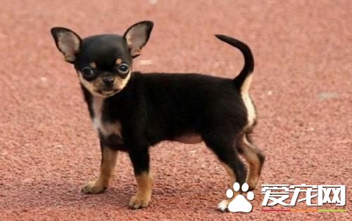 长不大的宠物狗