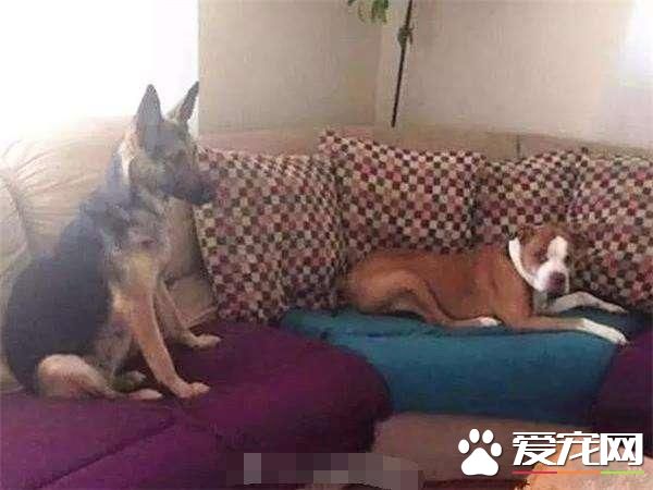 狗狗不堪忍受主人虐待，从阳台跳下，准备结束自己的生命