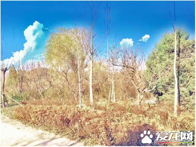 从一只宠物猫说起