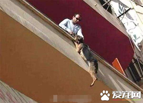 狗狗不堪忍受主人虐待，从阳台跳下，准备结束自己的生命