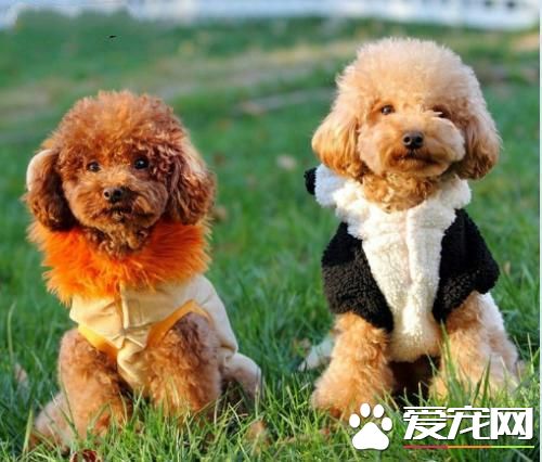 长不大的宠物狗