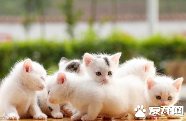 宠物猫饮食习惯你知多少，宠物猫饮食习惯知多少