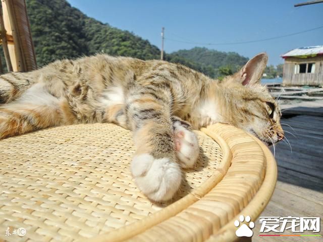 宠物猫饮食习惯你知多少，宠物猫饮食习惯知多少