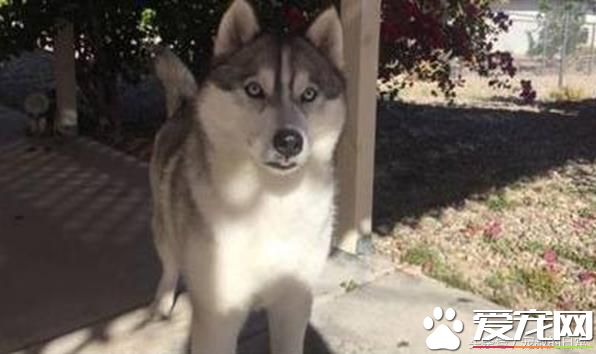 哈士奇拆家让主人头疼，想出这个办法后，效果简直好得出奇！