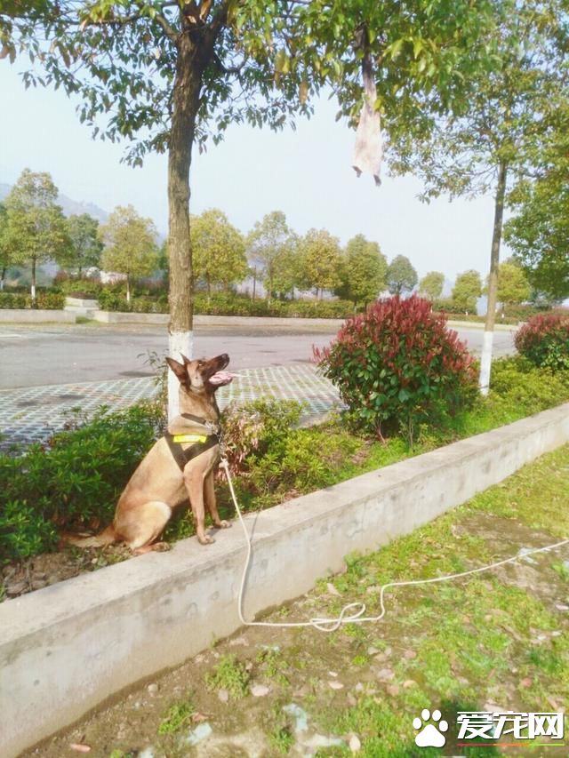 警犬很辛苦？和宠物狗一比，警犬待遇不比王思聪爱犬王可可差！