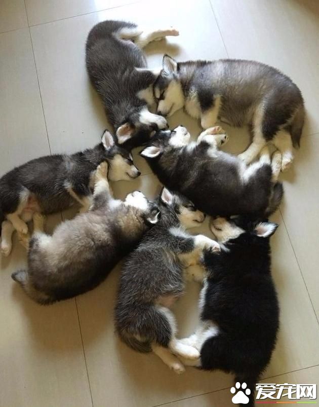 网友带二哈绝育，体检后竟查出狗狗已怀孕，网友：喜当爹！