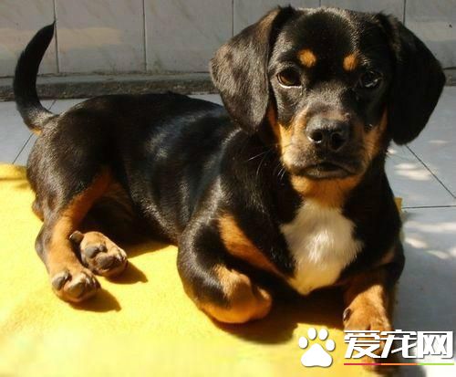 长不大的宠物狗