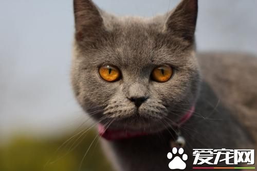 宠物猫之英国短毛猫