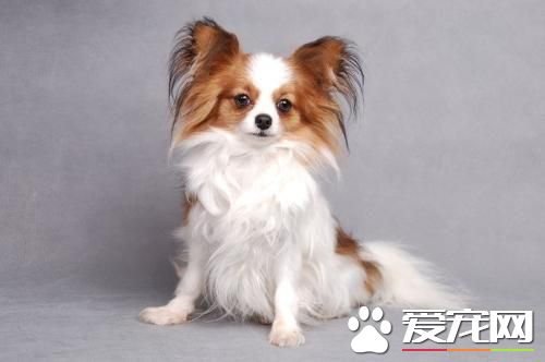 长不大的宠物狗