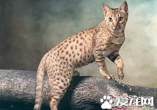 常见几种宠物猫,你最PICK哪一种呢?