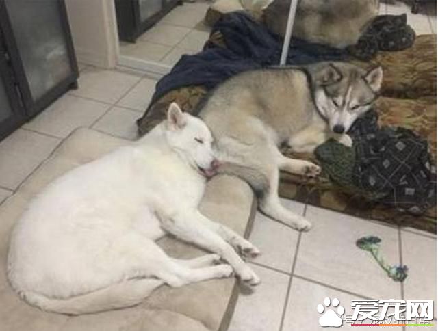 哈士奇拆家让主人头疼，想出这个办法后，效果简直好得出奇！