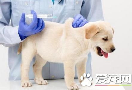 怎么样简单喂养宠物狗