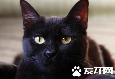 宠物猫之孟买猫