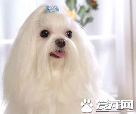 长不大的宠物狗