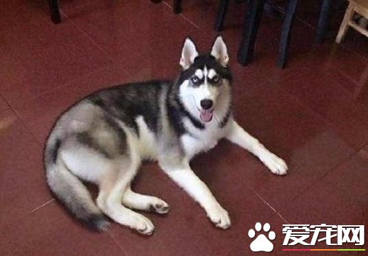 网友带二哈绝育，体检后竟查出狗狗已怀孕，网友：喜当爹！