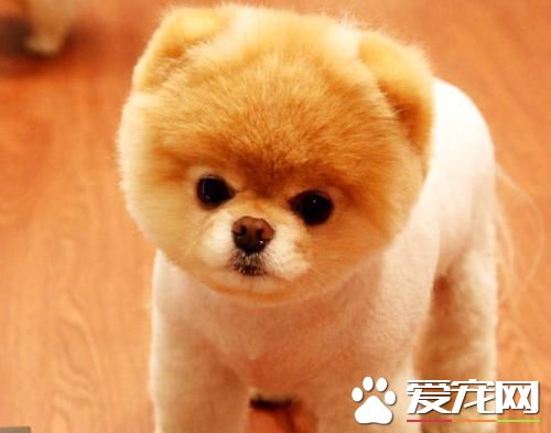 长不大的宠物狗