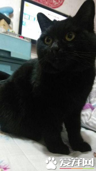 宠物猫之孟买猫