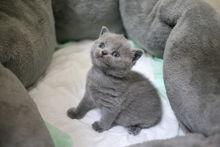 宠物猫之英国短毛猫