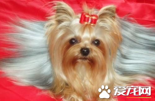 长不大的宠物狗