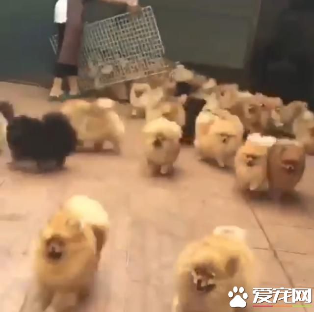 宠物狗之博美出笼