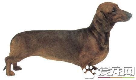 长不大的宠物狗