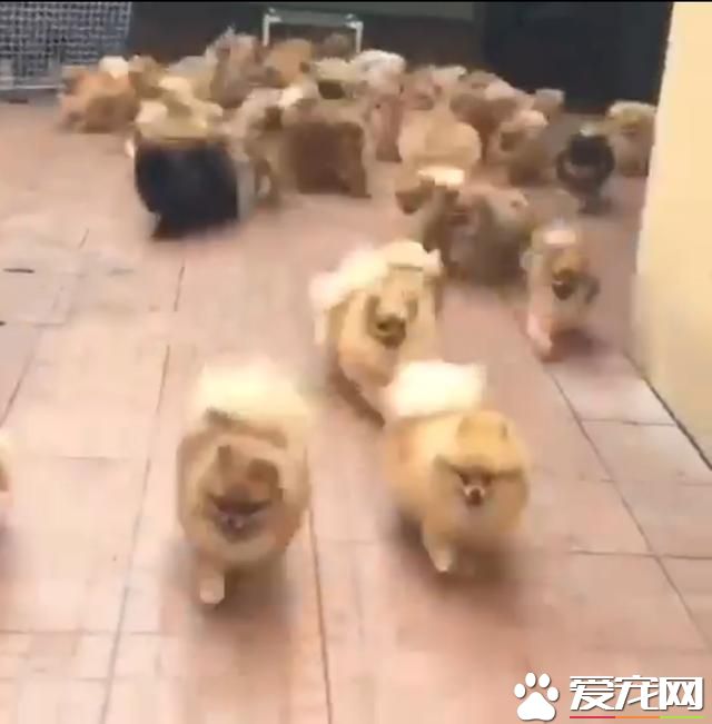 宠物狗之博美出笼