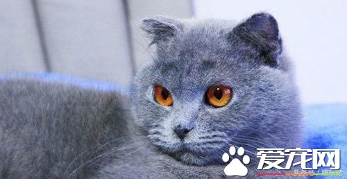 常见几种宠物猫,你最PICK哪一种呢?