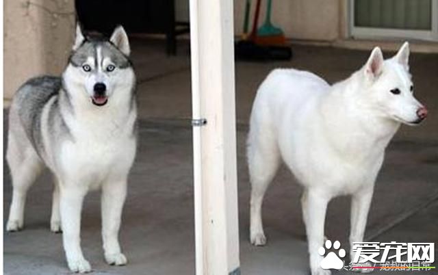 哈士奇拆家让主人头疼，想出这个办法后，效果简直好得出奇！