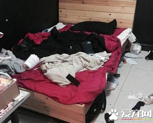 哈士奇拆家让主人头疼，想出这个办法后，效果简直好得出奇！