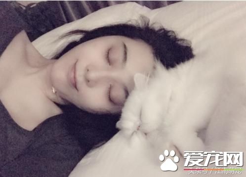 宠物猫:范冰冰的宠物猫,玩宠玩出了新花样