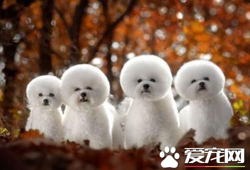 长不大的宠物狗