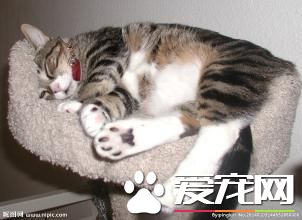永远睡不的宠物猫
