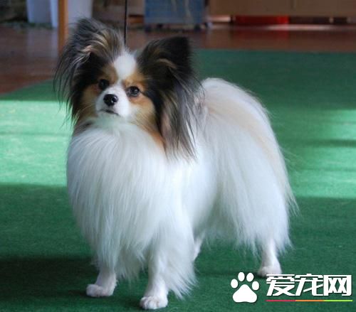 长不大的宠物狗