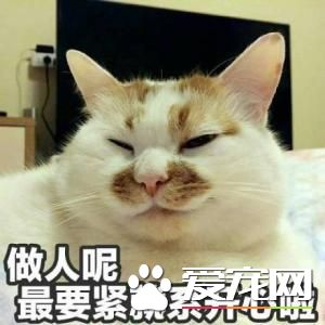 一日吸猫,终生被奴役!吸猫对人体的危害你知道多少!