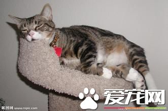 永远睡不的宠物猫