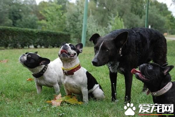 公共场所及时清理宠物粪便 保证良好环境