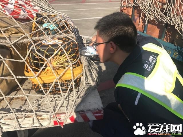 宠物狗阳台死亡？背后原因是许多铲屎官都会犯的错误