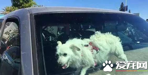 宠物狗阳台死亡？背后原因是许多铲屎官都会犯的错误