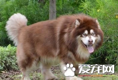 你想养中大型狗狗吗?这几款可能对你胃口哦!