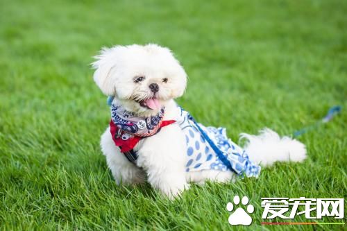 你想养中大型狗狗吗?这几款可能对你胃口哦!