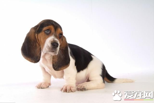 为什么主人惩罚自己的狗,狗狗不会反抗?看完鼻头一酸!