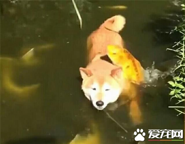 鱼:“这狗最大的缺点就是,掉毛”