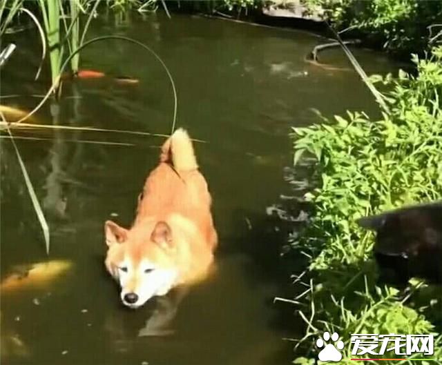 鱼:“这狗最大的缺点就是,掉毛”