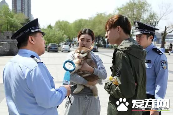 诸多“猛犬”禁养 哈尔滨每户限养一只狗狗