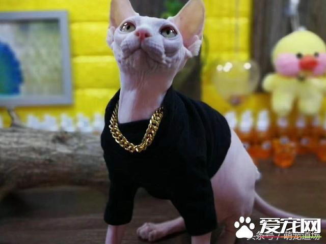无毛猫是一种怎样的存在？