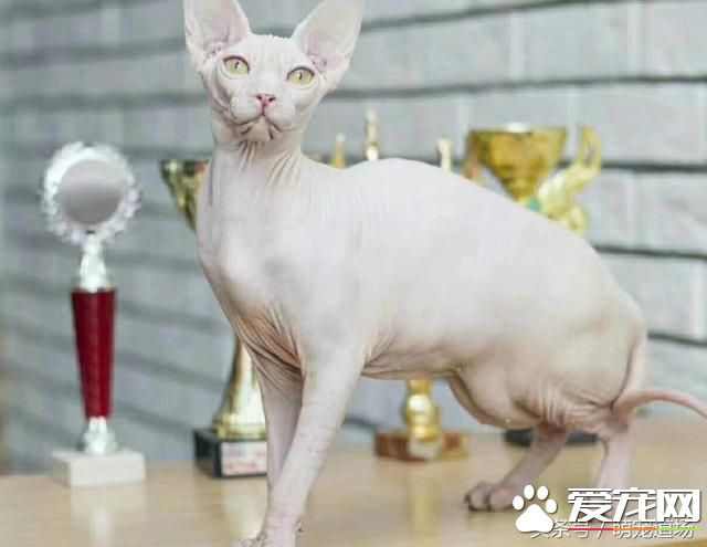 无毛猫是一种怎样的存在？