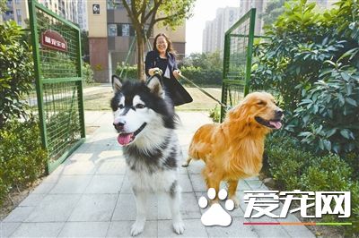 一户人家怀孕提出过分要求 全楼禁狗