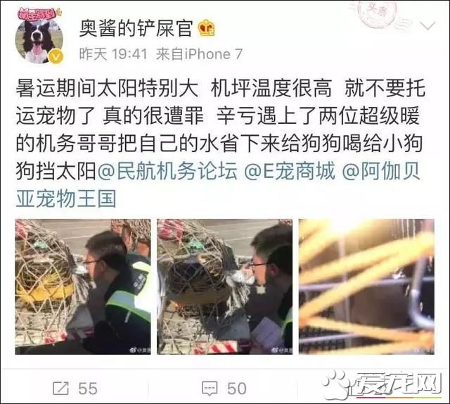 宠物狗阳台死亡？背后原因是许多铲屎官都会犯的错误