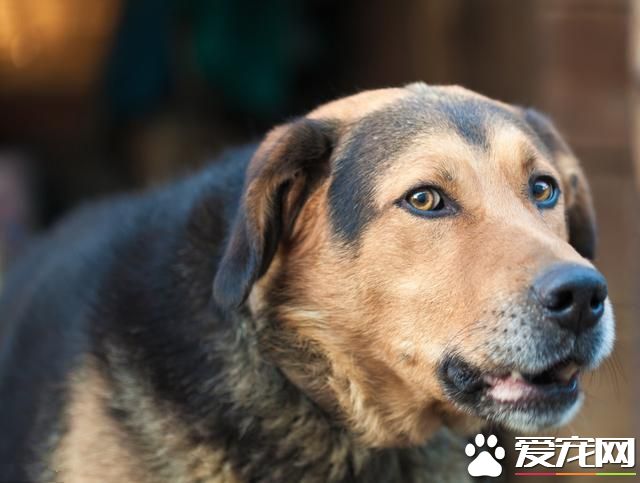 为什么主人惩罚自己的狗,狗狗不会反抗?看完鼻头一酸!