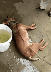 宠物狗阳台死亡？背后原因是许多铲屎官都会犯的错误